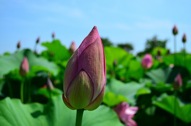 紫陽花寺からのキャンプ