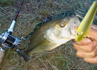 癒しの釣り