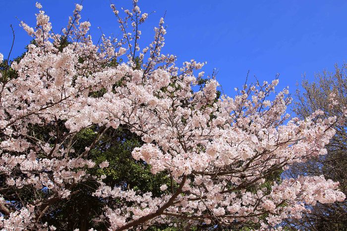 お花見　in 明石公園♪