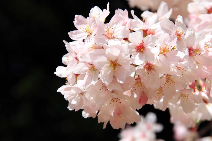 お花見　in 明石公園♪