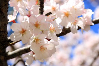 お花見　in 明石公園♪