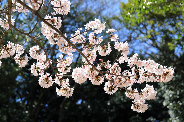 お花見　in 明石公園♪