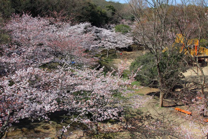 お花見　in 明石公園♪