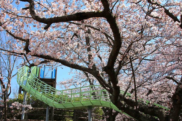 お花見　in 明石公園♪