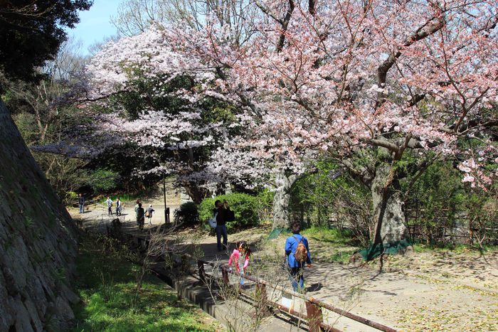 お花見　in 明石公園♪