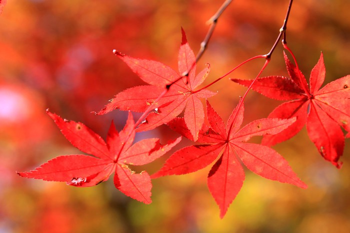 神戸市立森林植物園で最後の紅葉を楽しむ～♪