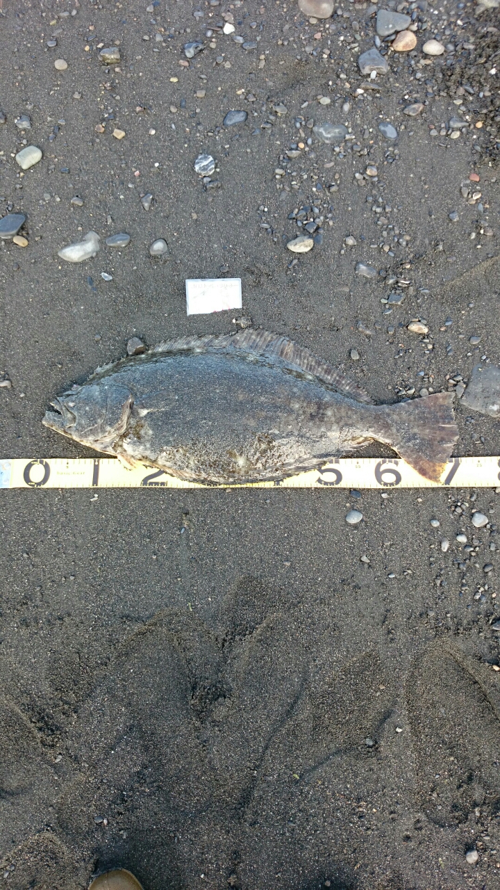 今年最大の釣果