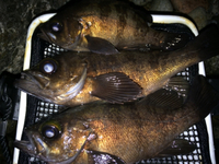 春告魚シーズンイン！ 2016/03/27 16:46:24