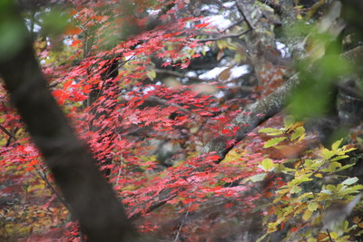 いろいろありましたが野遊び復帰…秋の紅葉キャンプinカンパーニャ嬬恋キャンプ場　其の1
