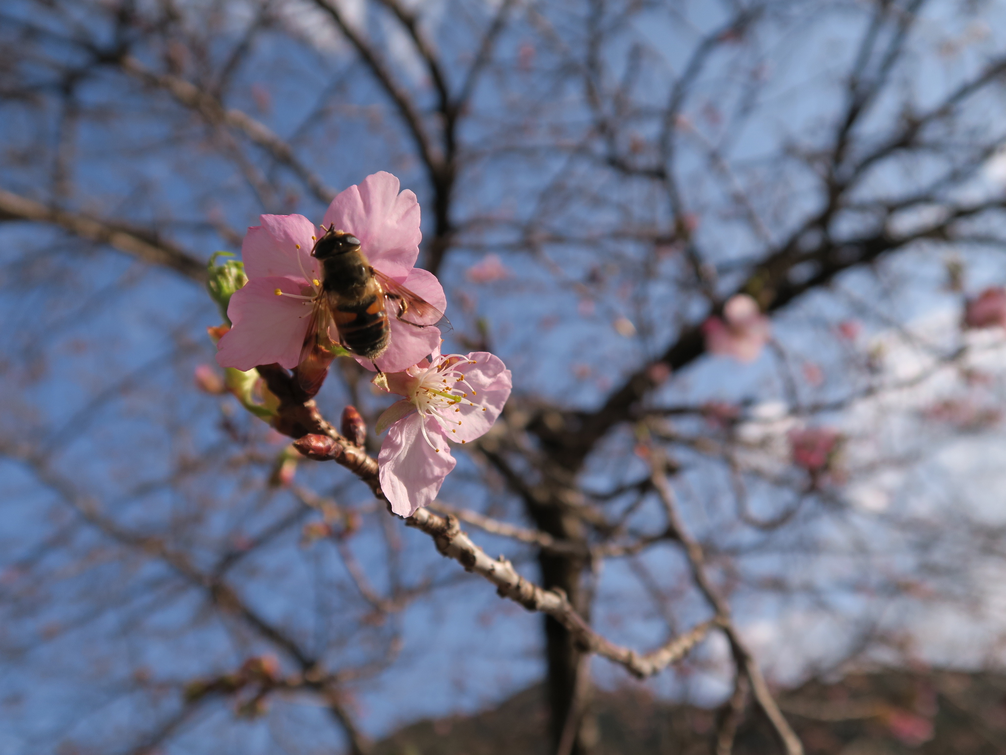開花宣言