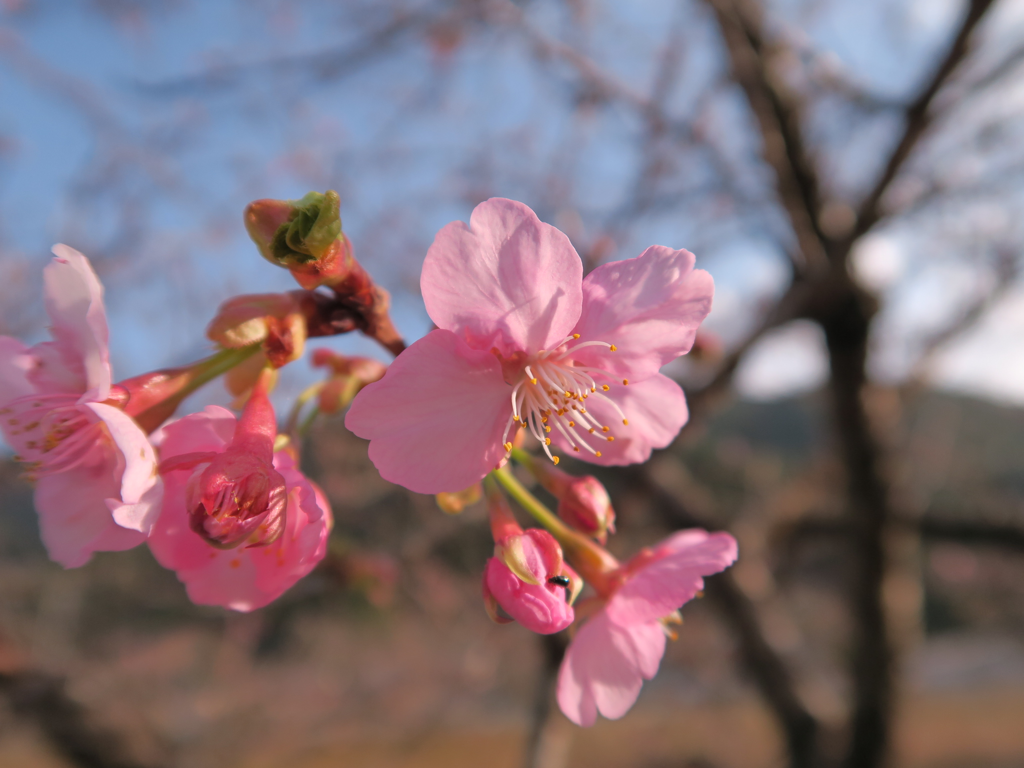 開花宣言