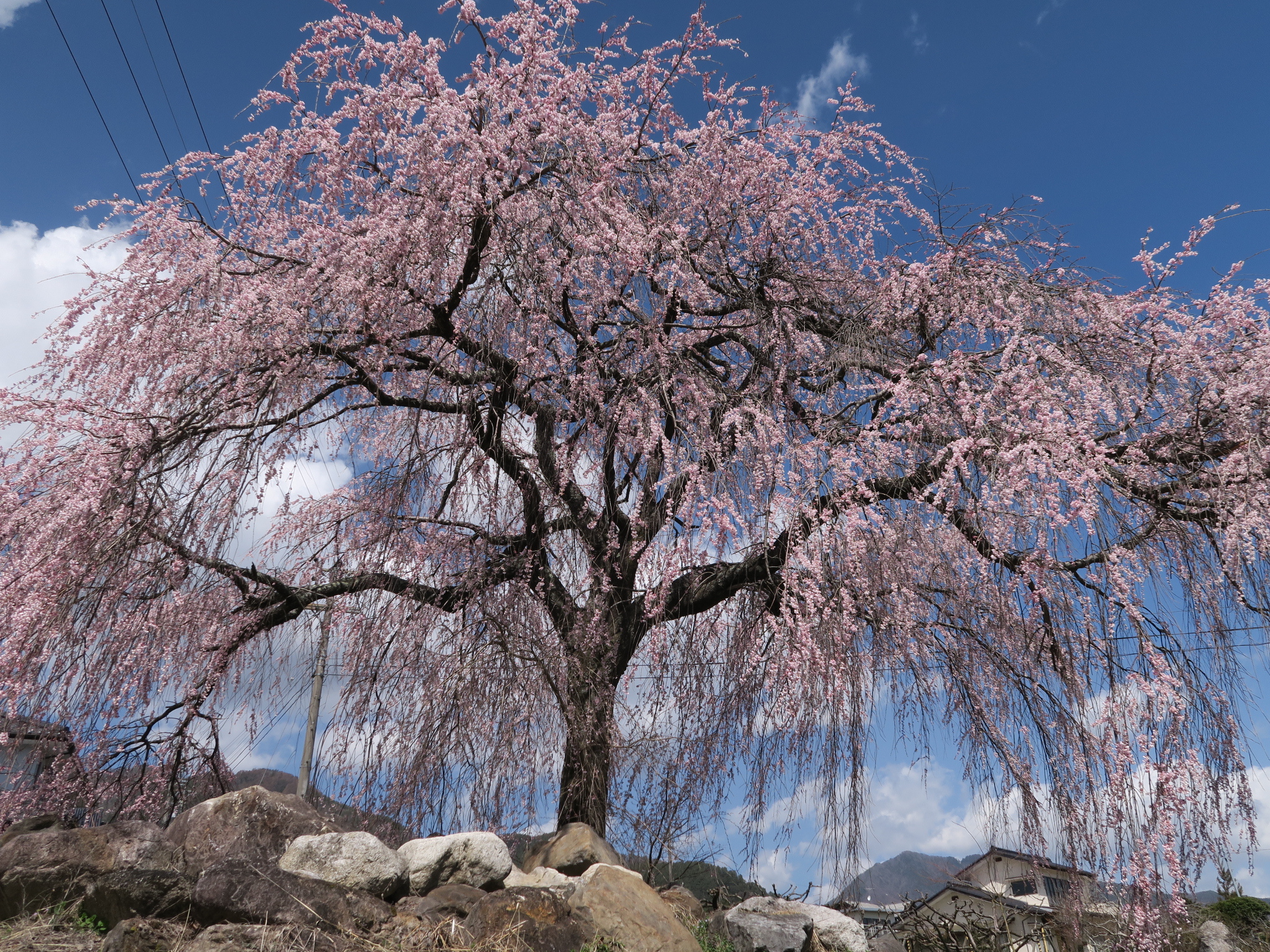 桜巡り①