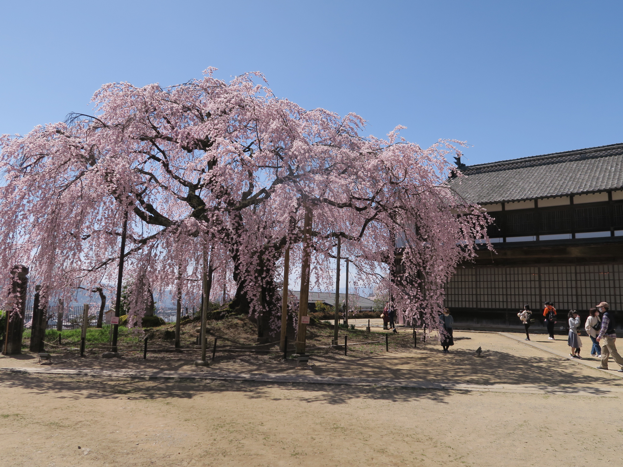 桜巡り③