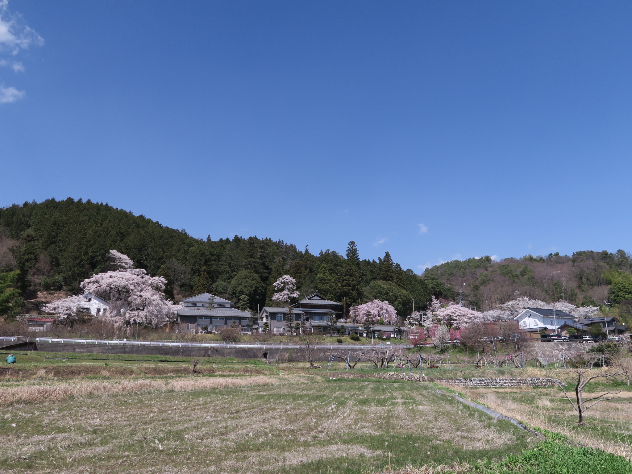 桜巡り③