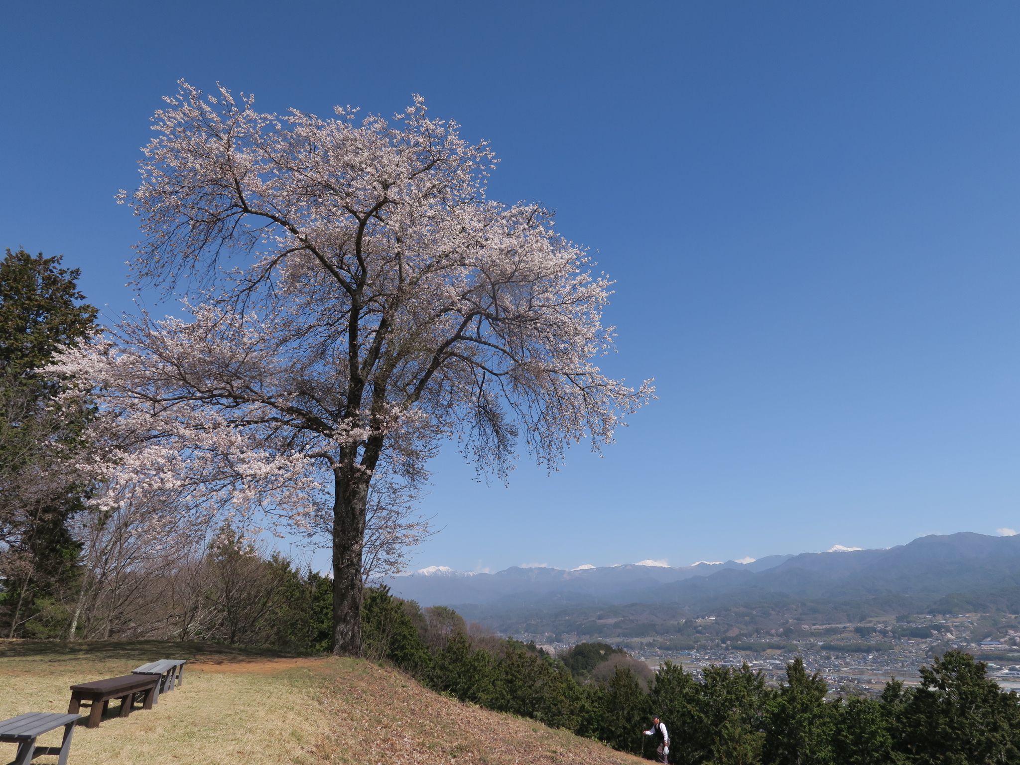 桜巡り③