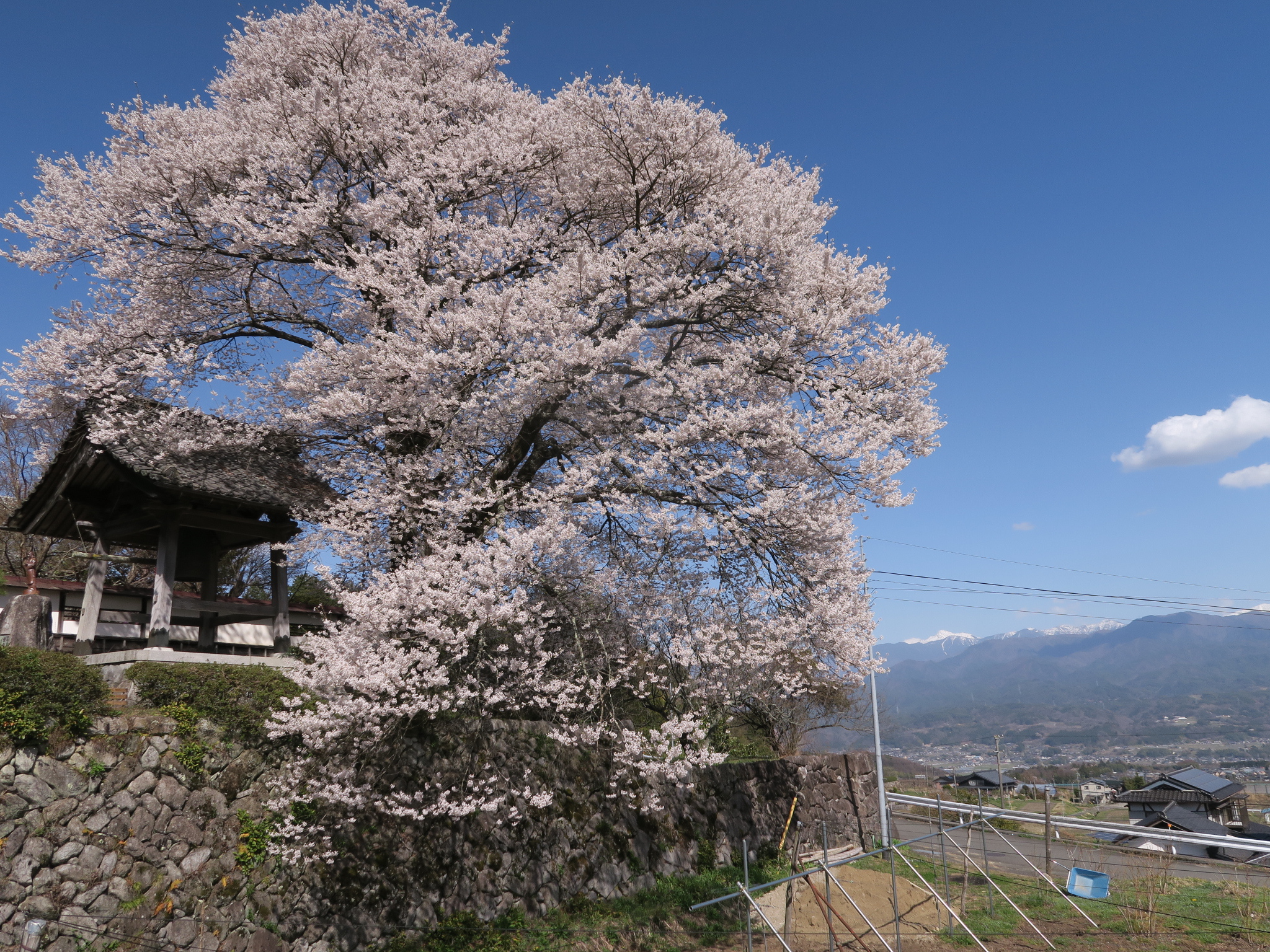 桜巡り③
