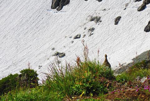 夏休み北アルプス縦走⑤　～鷲羽岳、水晶岳