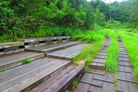 お花と高層湿原♪　苗場山♪