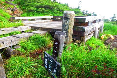 お花と高層湿原♪　苗場山♪