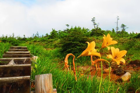 お花と高層湿原♪　苗場山♪