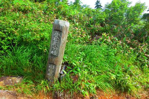 お花と高層湿原♪　苗場山♪