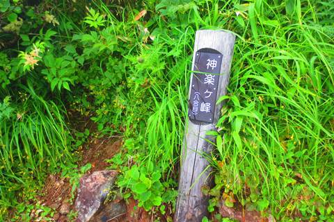 お花と高層湿原♪　苗場山♪