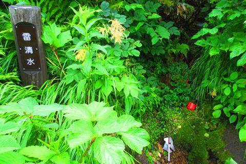 お花と高層湿原♪　苗場山♪