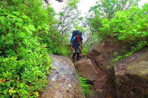 お花と高層湿原♪　苗場山♪