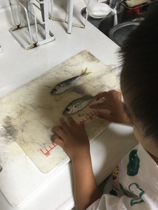 アジュール舞子にサビキ釣り？