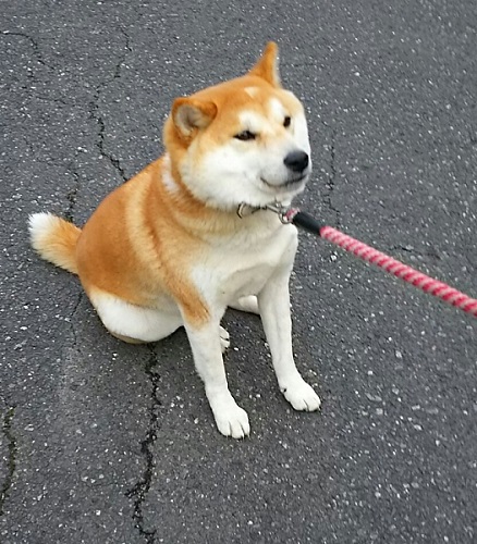 柴犬こたろう日記 動かないぼく