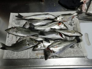 黒鯛を釣ったことのないヘチ師の日常 12 18 今年２度目の作田川 セイゴ釣り