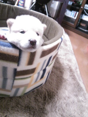 子犬の成長～