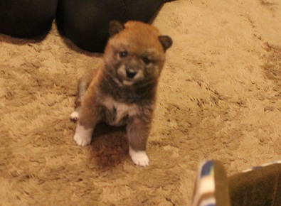 子犬の成長～