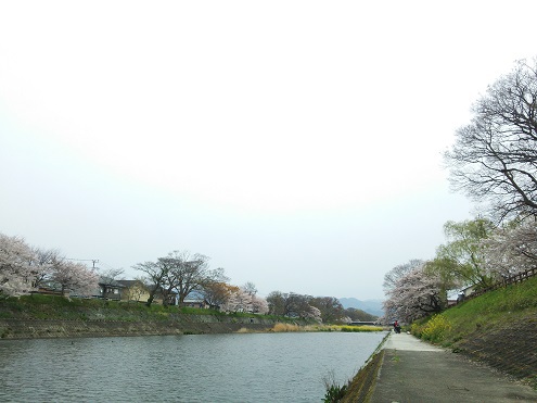 4月10日　彦根　芹川　小鮎釣り～