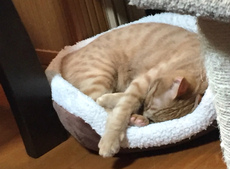 ロードチャリ