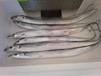 12.4  沼津　ショア　太刀魚ﾜｲﾝﾄﾞ､ｼﾞｸﾞ
