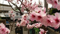 ちゃくちゃくと春 2015/03/28 16:52:21