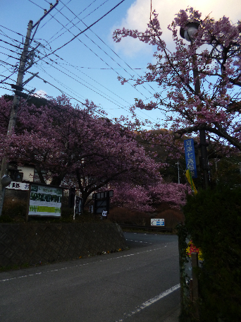 河津桜と七滝