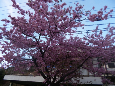 河津桜と七滝