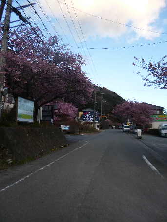 河津桜と七滝