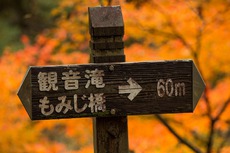 大柳川渓谷 紅葉 前半　山梨県