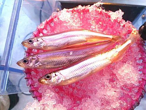 朗報！赤城のワカサギ持ち出しＯＫ