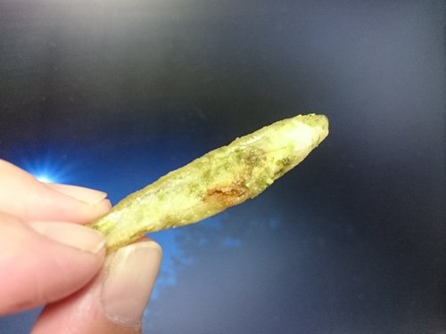 恒例のワカサギ内容物（笑） ※閲覧注意