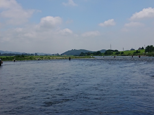 渡良瀬川で久々の鮎 渡良瀬川で久々の鮎