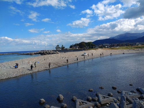 【 鮭 】鮭調査 2nd 富山小川 【 鮭 】鮭調査 2nd 富山小川