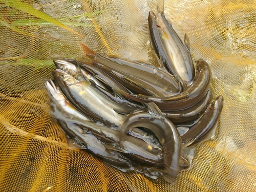 鮎釣り開幕！秩父荒川