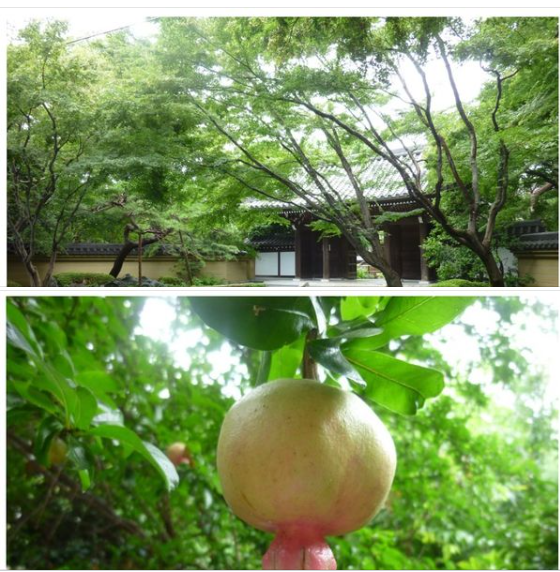 雨宿り☂　今川家菩提寺『観泉寺』と焼き立てトースト　