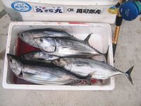 ＜相模湾カツオ／船釣り／2009.9.22＞