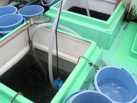 ＜相模湾カツオ／船釣り／2009.9.22＞