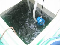 ＜相模湾カツオ／船釣り／2009.9.22＞